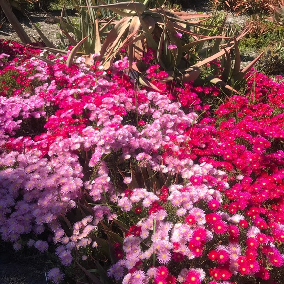 Meet your Posher, Cirenia - Picture 1 of 1